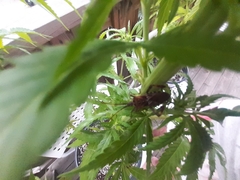 Leptoglossus clypealis