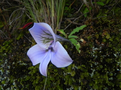 Disa longicornu