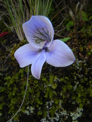 Disa longicornu