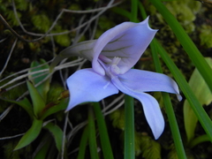 Disa longicornu