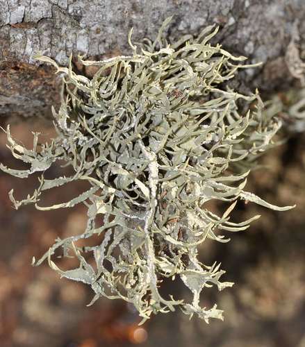 Representative image of Roccella