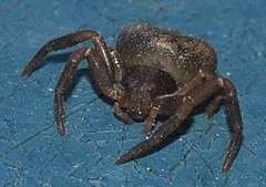 Holopelus