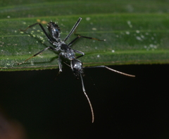 Camponotus gambeyi