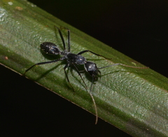 Camponotus gambeyi