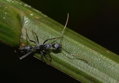 Camponotus gambeyi