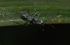 Camponotus gambeyi
