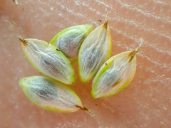 Carex nardina