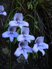 Disa longicornu