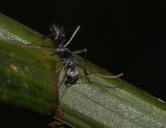 Camponotus gambeyi