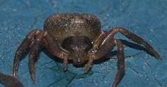 Holopelus