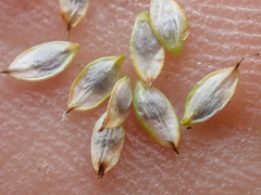 Carex nardina