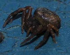 Holopelus