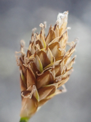Carex nardina