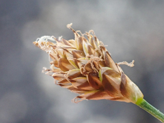 Carex nardina