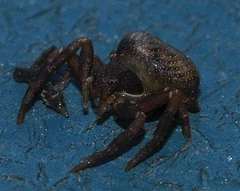 Holopelus