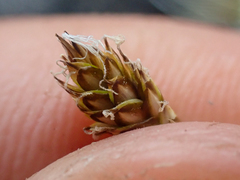 Carex nardina