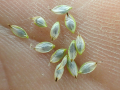 Carex nardina