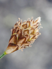 Carex nardina