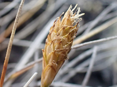 Carex nardina