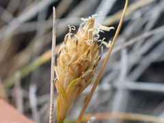 Carex nardina