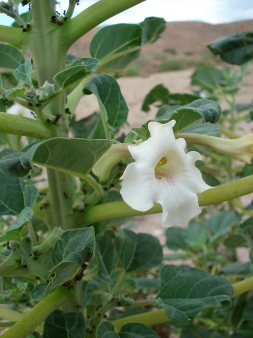 White Djirrie