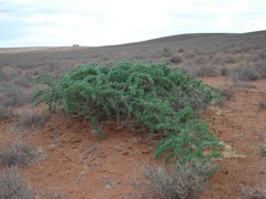 Asparagus capensis capensis