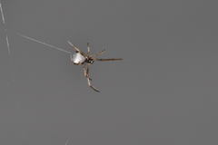 Argyrodes argyrodes