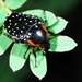 Common Dotted Fruit Chafer - Photo (c) peterwebb, some rights reserved (CC BY-NC), uploaded by peterwebb