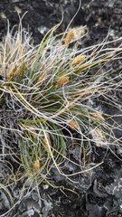 Carex nardina