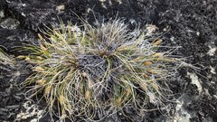 Carex nardina