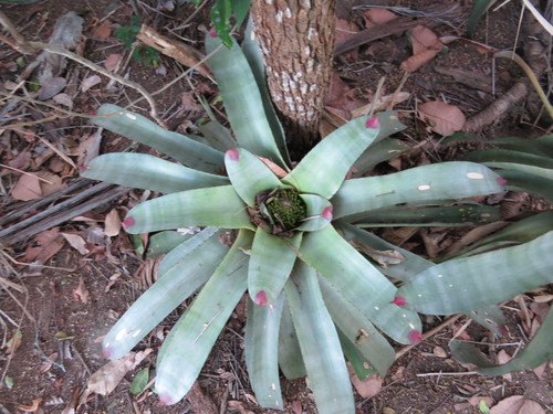 Image of Neoregelia cruenta by (c) Victor Farjalla Pontes, some rights reserved (CC BY)