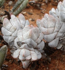 Crassula deceptor