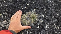 Carex nardina