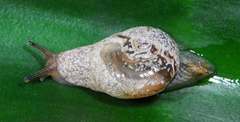 Sheldonia