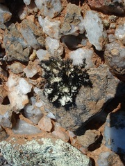 Xanthoparmelia hottentotta