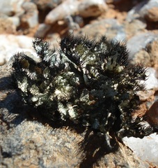 Xanthoparmelia hottentotta