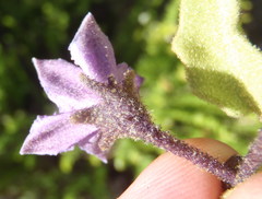 Solanum tomentosum tomentosum