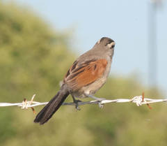 Tchagra australis