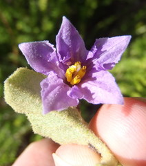 Solanum tomentosum tomentosum