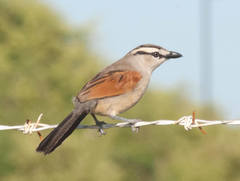 Tchagra australis
