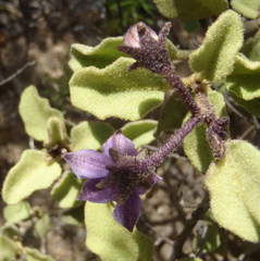 Solanum tomentosum tomentosum