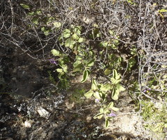Solanum tomentosum tomentosum