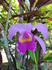 Cattleya