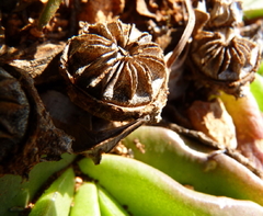 Glottiphyllum longum