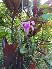 Cattleya