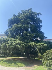Cedrus deodara