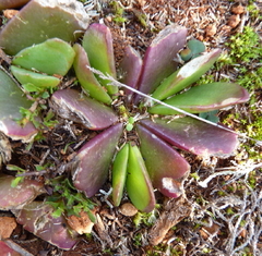 Glottiphyllum longum