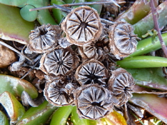 Glottiphyllum longum