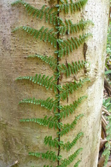 Arthrobotrya articulata