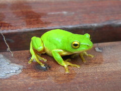 Hyperolius tuberilinguis